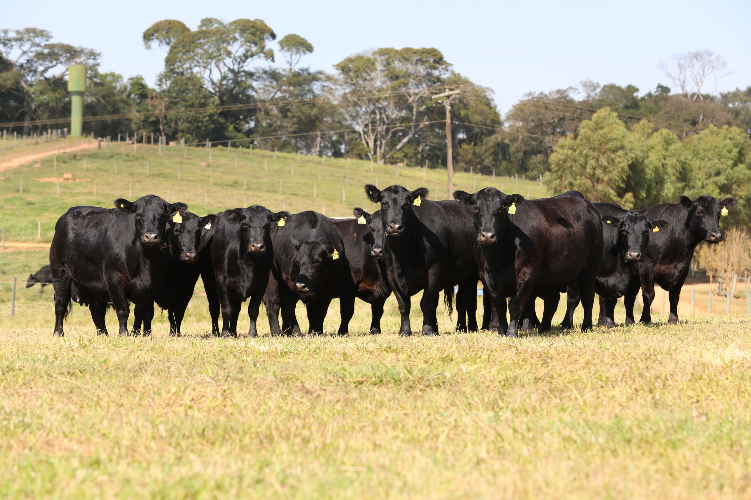 Você está visualizando atualmente CB Genetics vende 1.000 embriões e sêmen de Angus, Brangus, Brahman e Nelore