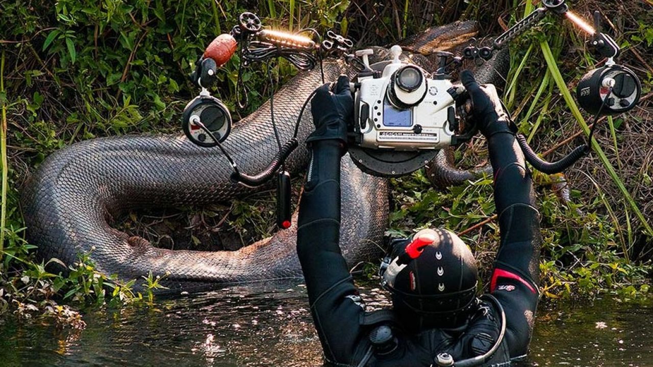 Você está visualizando atualmente Sucuris gigantes são flagradas em expedições de fotógrafos no MS