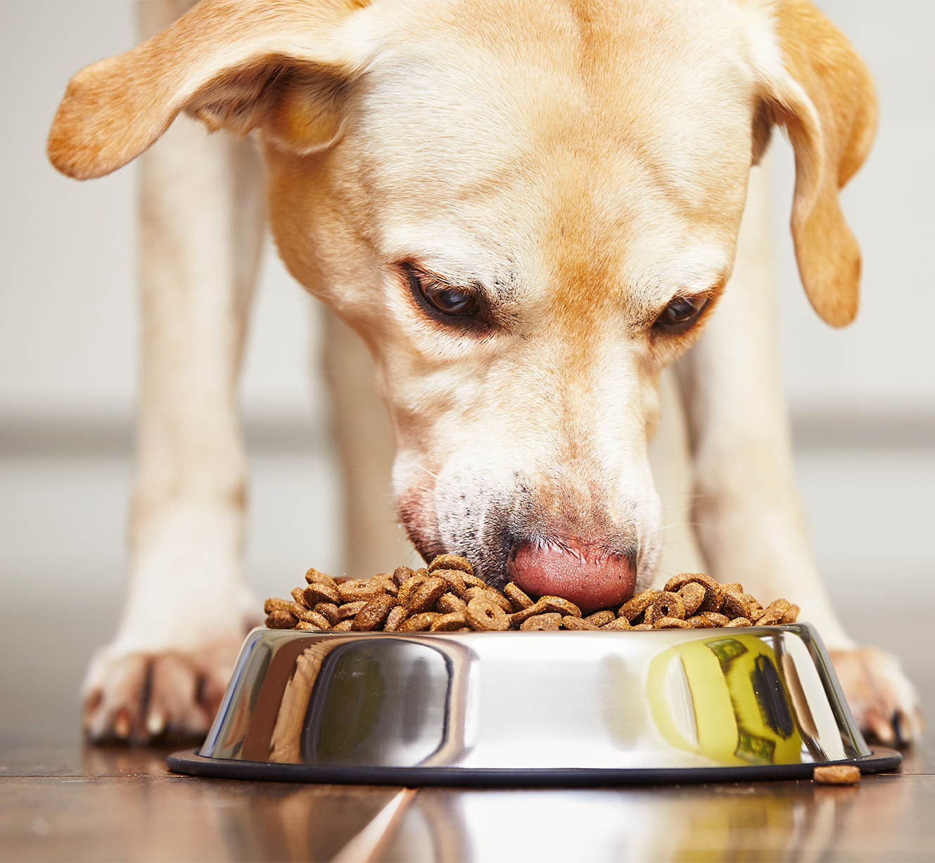 Você está visualizando atualmente Nestlé investe no mercado chinês de ração animal