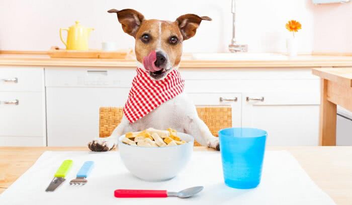 No momento, você está visualizando Veterinária vira culinarista pet e desenvolve consultoria para mulheres que buscam alternativa de renda na Pandemia