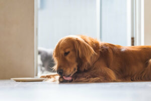 Leia mais sobre o artigo Saiba porque seu cachorro lambe tanto as patas