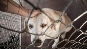 Leia mais sobre o artigo Clínicas veterinárias podem ser obrigadas a denunciar maus-tratos a animais