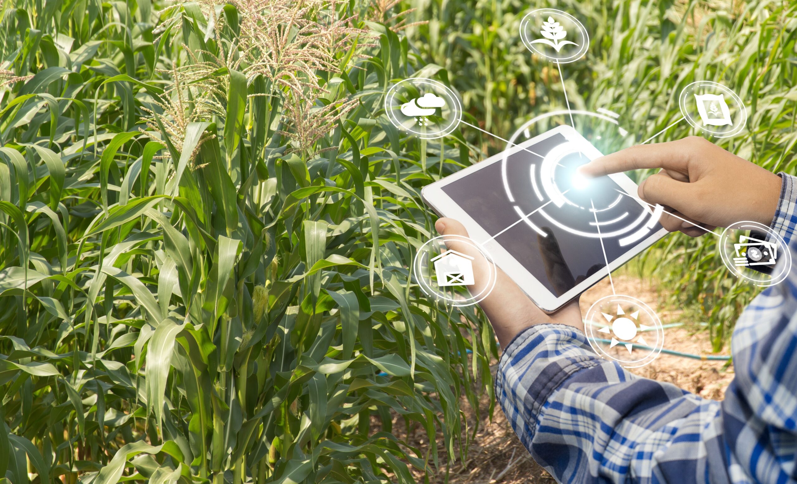 Você está visualizando atualmente Pandemia intensifica a digitalização da agricultura brasileira