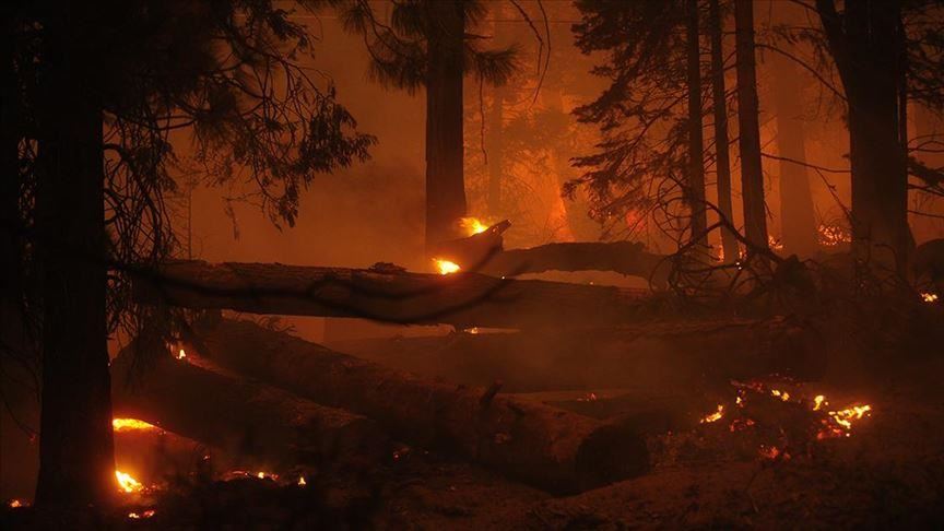 Você está visualizando atualmente Número de mortos em incêndios florestais na Argelia sobe para 42