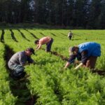 Ministério da agricultura lança novo cadastro para agricultores familiares