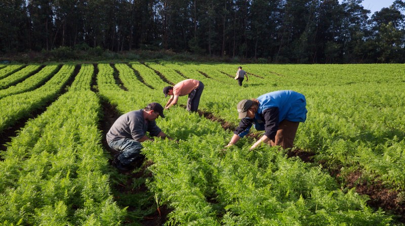 Você está visualizando atualmente Ministério da agricultura lança novo cadastro para agricultores familiares