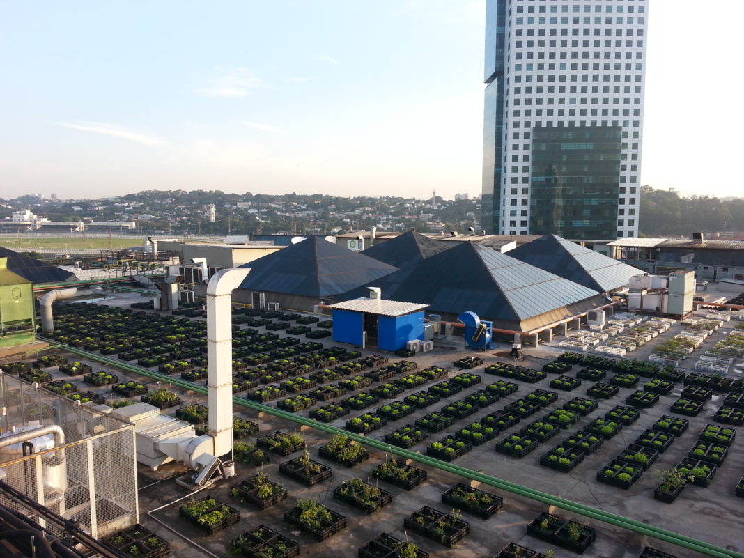 Você está visualizando atualmente Campinas ganha 1ª fazenda urbana com 1.300 m² em São Paulo