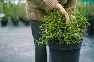 Leia mais sobre o artigo Conheça as variedades de adubos para as suas plantações