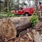 Corpo de Bombeiros deflagra operação para combater o desmatamento ilegal em MT