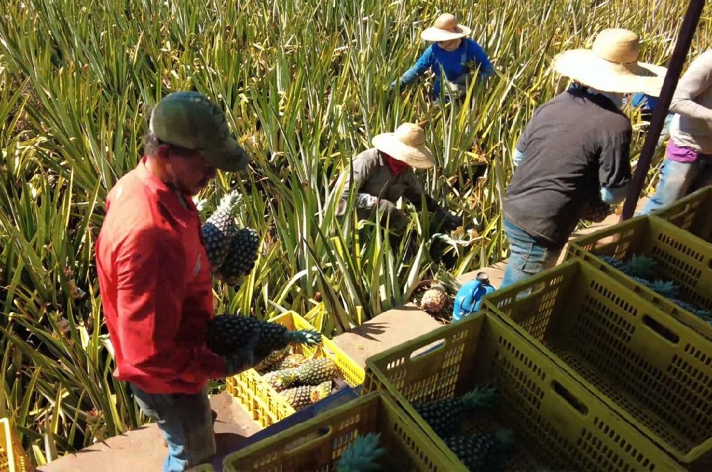 Você está visualizando atualmente Empaer-MT apoia produtor ao inovar o cultivo da soja como rotação