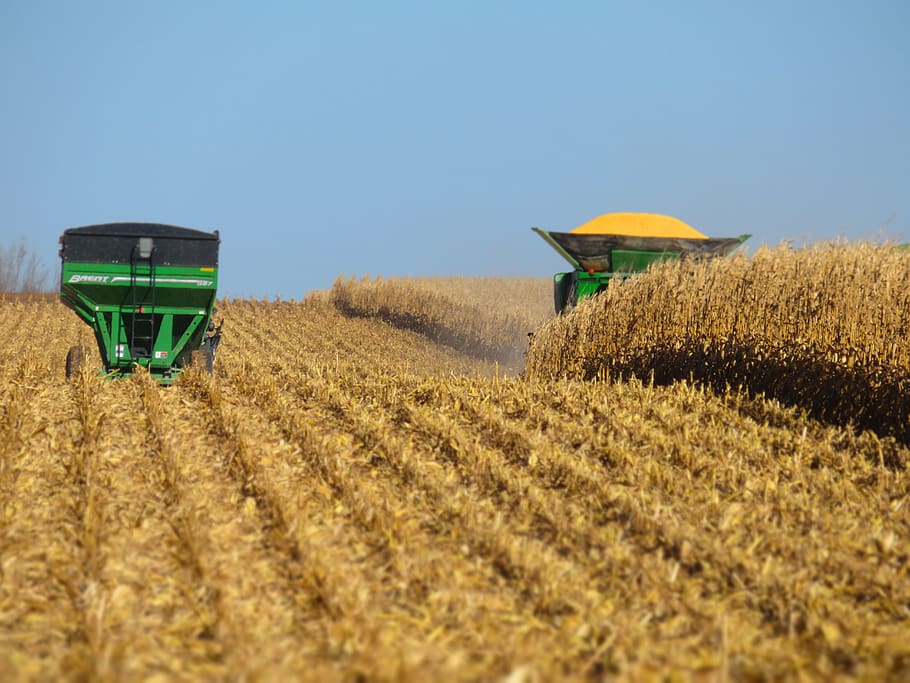 Você está visualizando atualmente MT prevê safra recorde de milho em 2021/22 com 39,58 milhões de toneladas