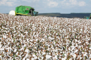 Leia mais sobre o artigo Preço do algodão valoriza 7,62% em Mato Grosso