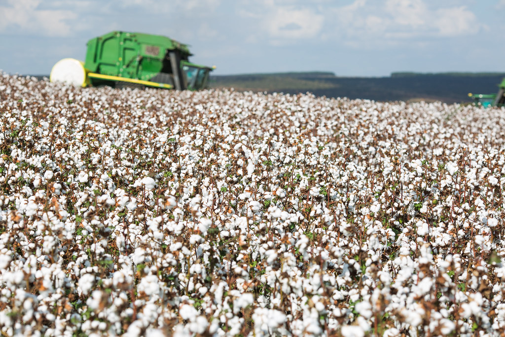 Você está visualizando atualmente Preço do algodão valoriza 7,62% em Mato Grosso