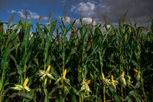 Leia mais sobre o artigo Preços futuros do milho começam levemente mais altos na Bolsa Brasileira