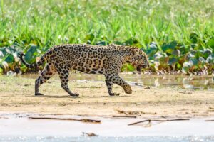 Dia do Pantanal