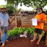 Distribuição de mudas de café para agricultores em Tangará da Serra