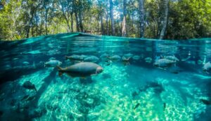 Ecoturismo Mato Grosso rotas belas