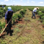 FCO Rural e Empresarial vão gerar mais de 1,4 mil empregos em MT