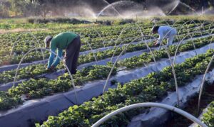 Leia mais sobre o artigo FPA discute em encontro o aumento no custo de produção agropeuária