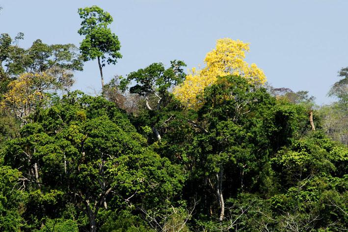 Você está visualizando atualmente Mato Grosso reduziu em 30,6% os alertas de desmatamento, diz INPE