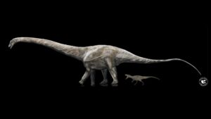 Leia mais sobre o artigo Pesquisa confirma que Supersaurus foi o maior dinossauro do mundo