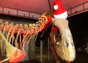 Leia mais sobre o artigo Museu de História Natural recebe decoração natalina e estende horário de atendimento ao público