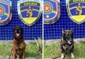 Leia mais sobre o artigo Adote um herói: Polícia Militar faz campanha de adoção de cães aposentados