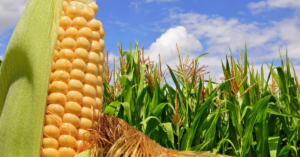 Leia mais sobre o artigo Bolsa Brasileira B3 segue positiva para os preços futuros do milho