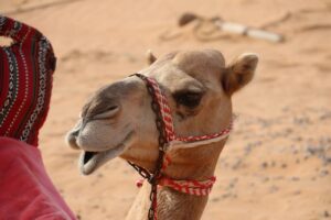 Leia mais sobre o artigo Camelos são desclassificados de concurso de beleza na Arábia Saudita por uso de botox