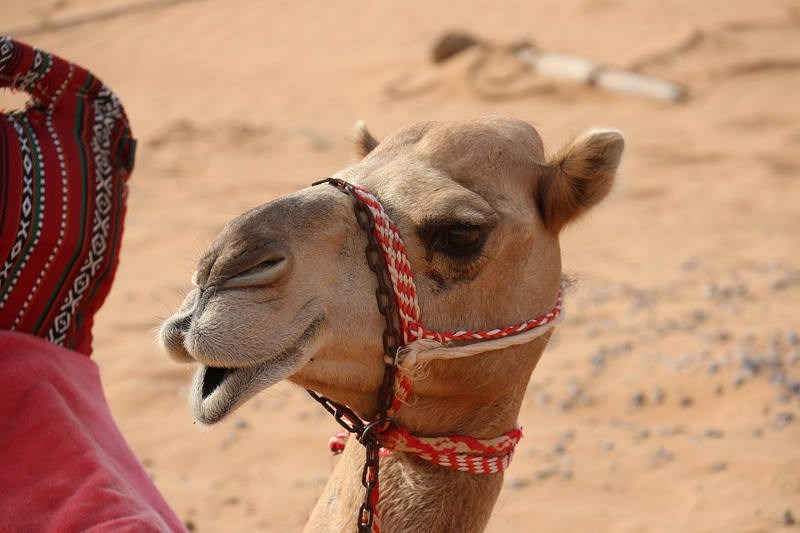 Você está visualizando atualmente Camelos são desclassificados de concurso de beleza na Arábia Saudita por uso de botox