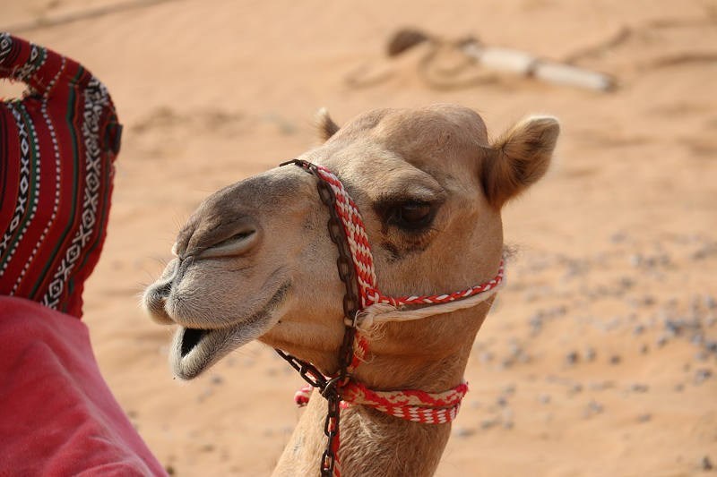 No momento, você está visualizando Camelos são desclassificados de concurso de beleza na Arábia Saudita por uso de botox