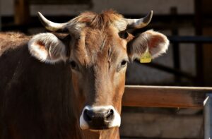 Leia mais sobre o artigo Embargo da carne foi retirado pela China, afirma Ministério da Agricultura