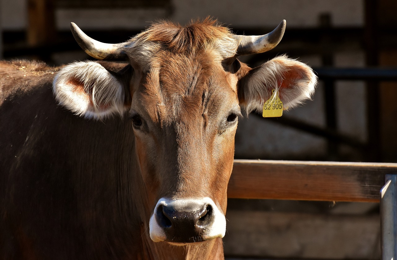 Você está visualizando atualmente Embargo da carne foi retirado pela China, afirma Ministério da Agricultura