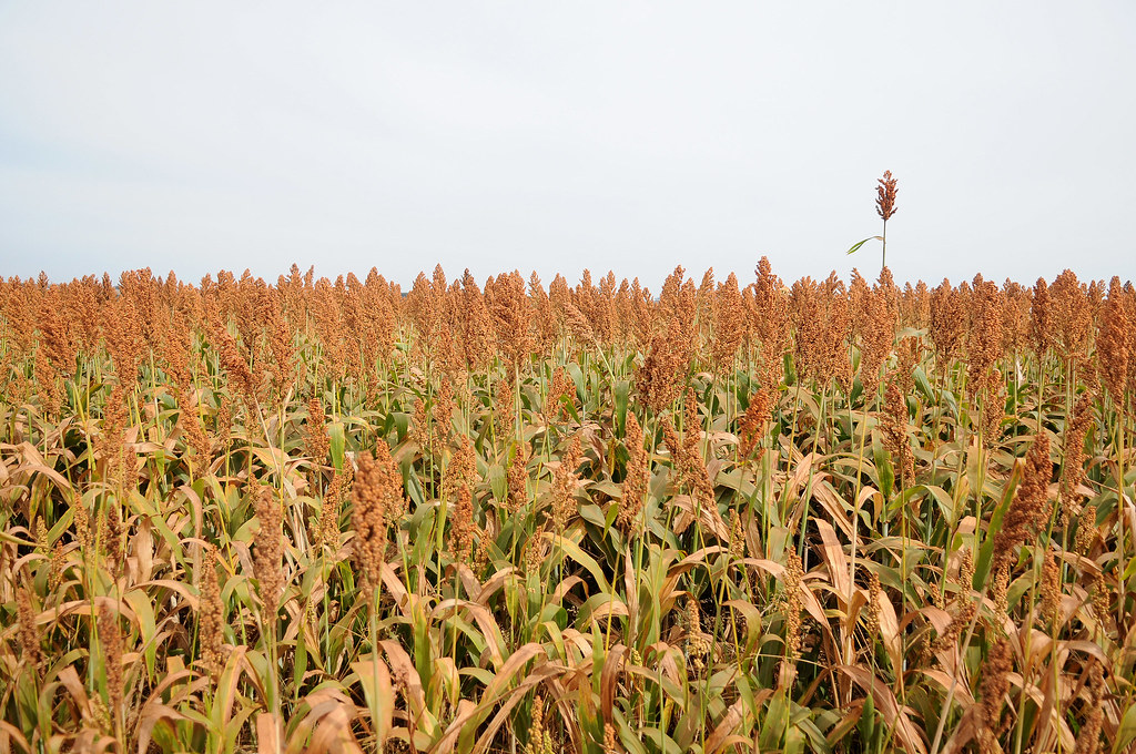 Você está visualizando atualmente Embrapa Milho e Sorgo lança livro sobre melhoramento genético