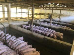 Leia mais sobre o artigo Exportações de carne suína mantêm alta de 11,29%