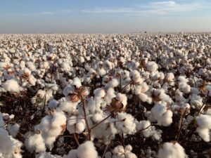 Leia mais sobre o artigo Altura do algodoeiro interfere na produtividade e na qualidade das fibras
