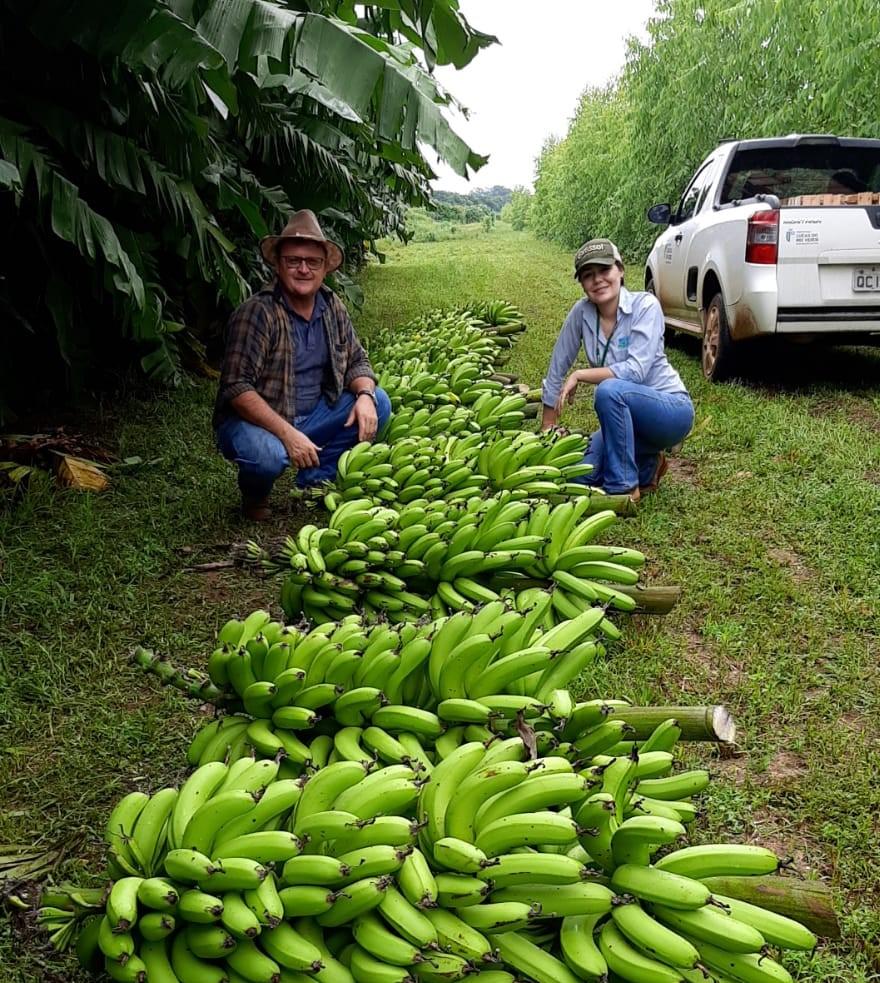Você está visualizando atualmente Empaer-MT realiza pesquisa de melhoramento genético com banana