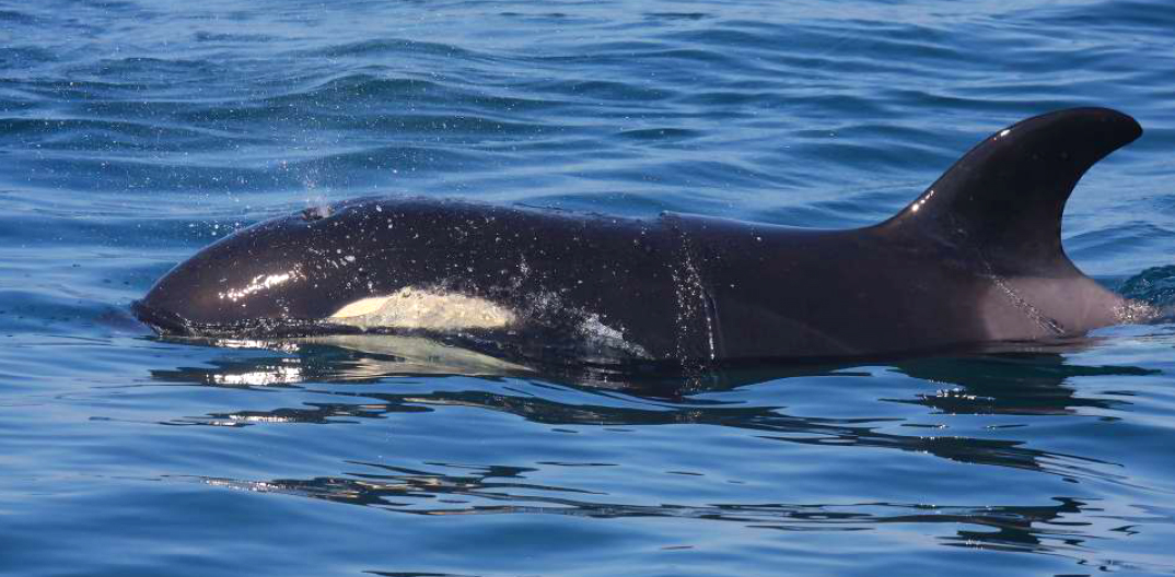 Você está visualizando atualmente E-BOOK: Pesquisador da USP lança livro sobre baleias, golfinhos e outros mamíferos marinhos