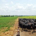 Mato Grosso lidera produção agropecuária nacional