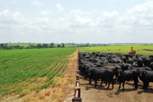 Leia mais sobre o artigo Mato Grosso lidera produção agropecuária nacional