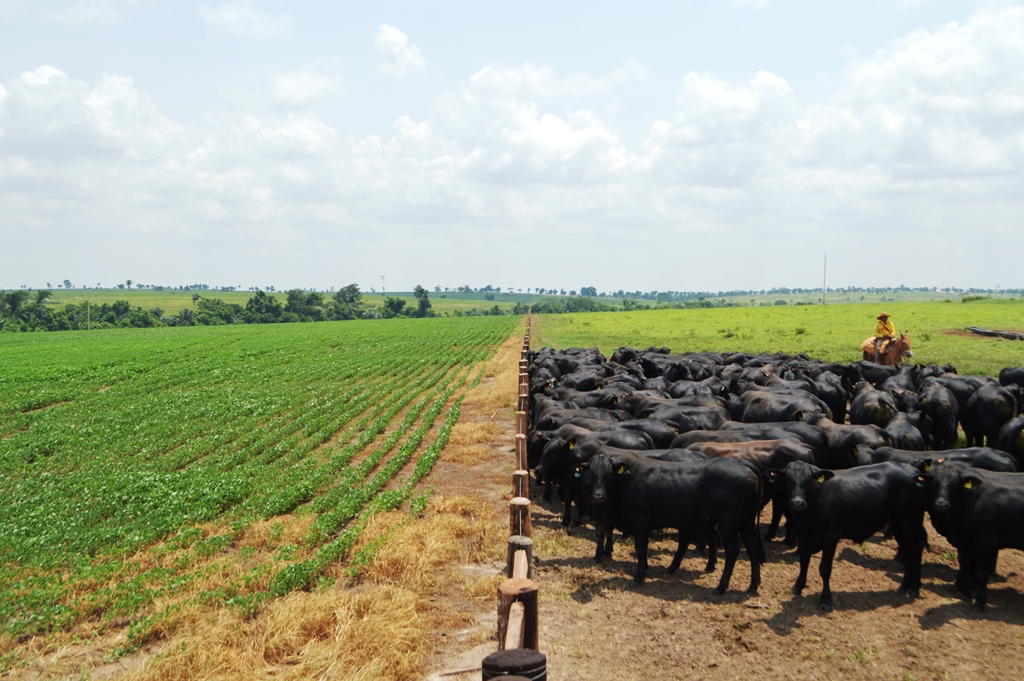 No momento, você está visualizando Mato Grosso lidera produção agropecuária nacional