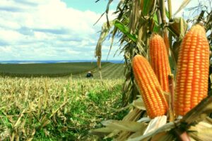 Leia mais sobre o artigo Milho: Agricultores do Vale do Araguaia (MT) esperam até 40% de aumento na produção