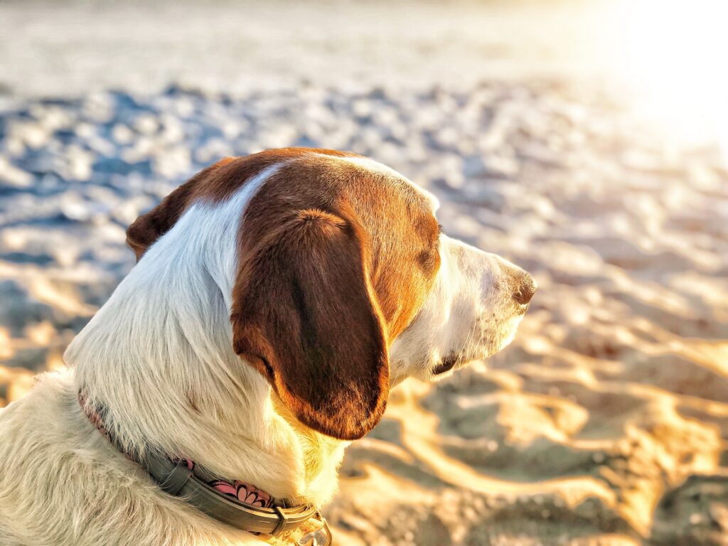 DICAS DE PET: Como cuidar do seu bichinho durante o verão