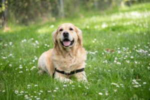 Leia mais sobre o artigo DICAS DE PET: Como cuidar do seu bichinho durante o verão