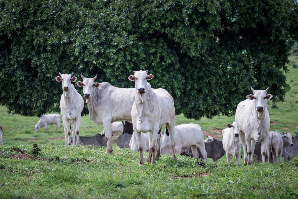 No momento, você está visualizando Pecuária de MT quebra recorde e rebanho atinge 32,7 milhões de cabeças