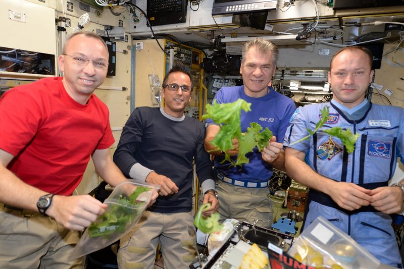 Você está visualizando atualmente EUA: Alface transgênica pode evitar perda de massa óssea em astronautas