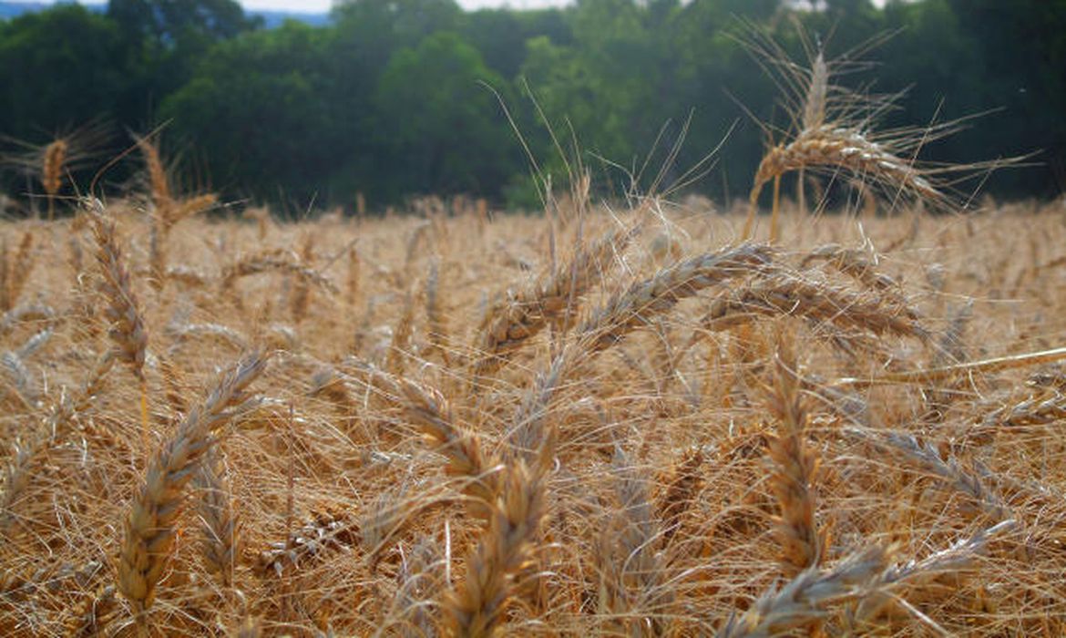 Você está visualizando atualmente AGRO: Fertilizante ecológico pode reduzir dependência de importação