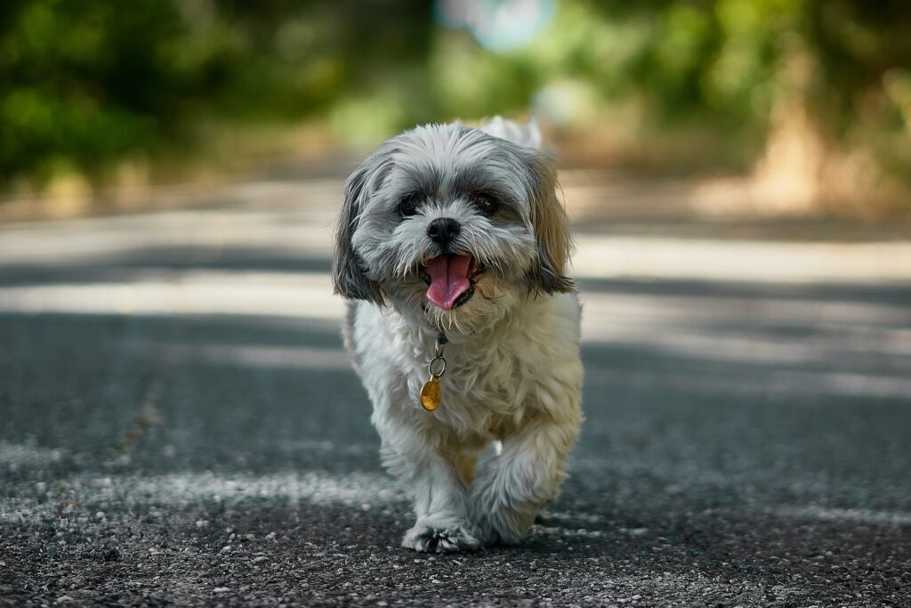 SHIH TZU: Curiosidades sobre essa raça de cão tão querida