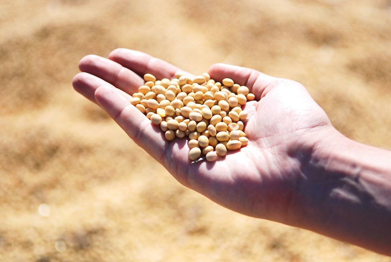 No momento, você está visualizando Produção da soja do Brasil deve desacelerar por escassez de fertilizantes