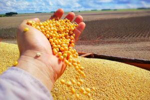 Leia mais sobre o artigo Conheça os dez municípios que mais produzem soja no Brasil